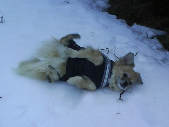 max_vinter10