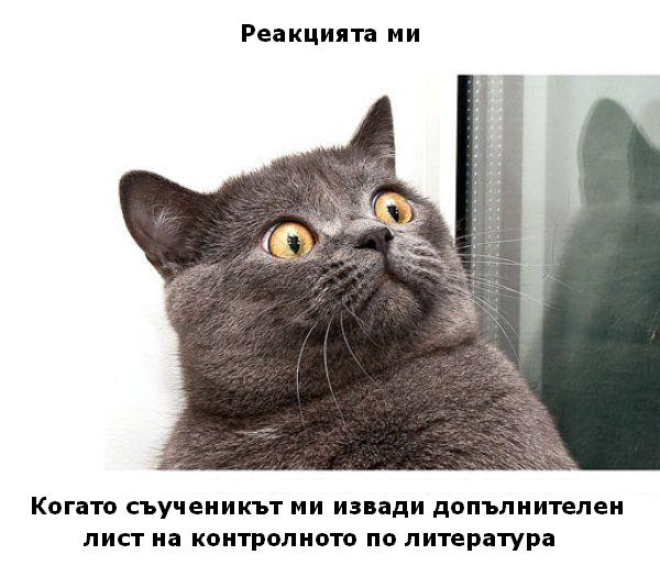 котешка реакция