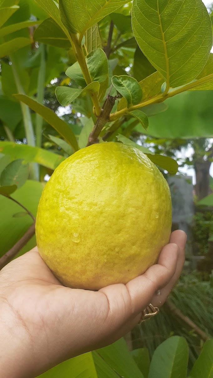 Panen Jambu di Rizky Farm