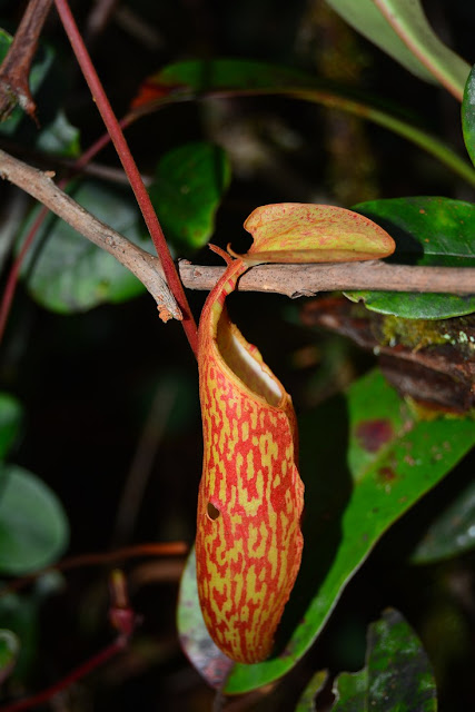 Nepenthes macrfarlanei