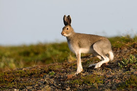 liebre variable Lepus timidus