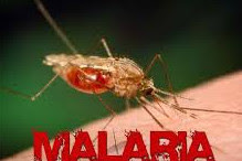 Malaria