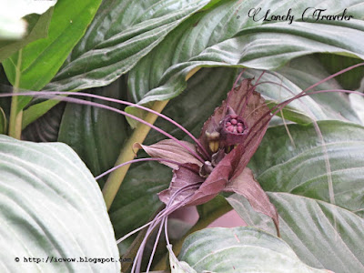 Black bat flower - Tacca chantrieri