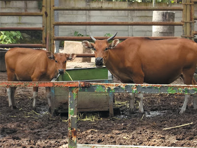 foto banteng di kebun binatang