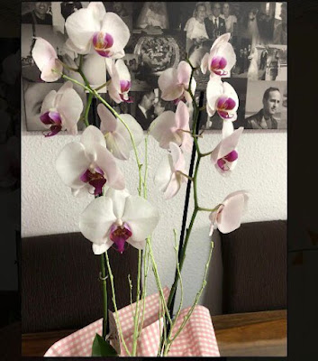 Orquídea