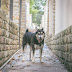 dog stands in a narrow alley