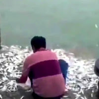 Kejadian pelik, beribu-ribu ikan melompat naik ke atas jambatan