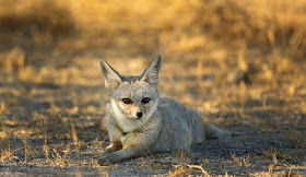 Indian Desert Fox