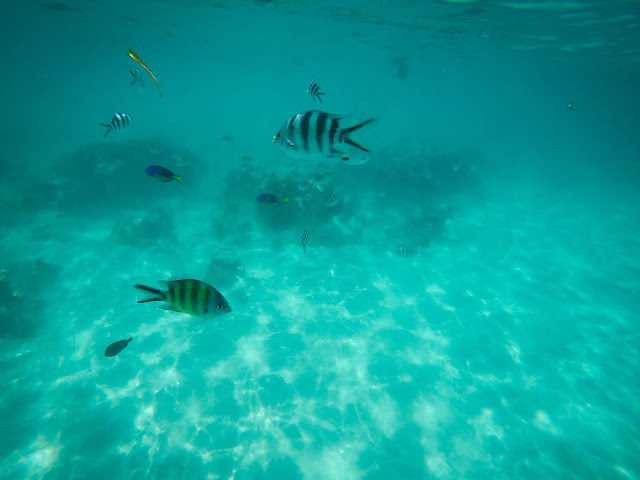 Snorkelling near Mnemba, Zanzibar