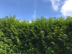 Hedge that needs cutting