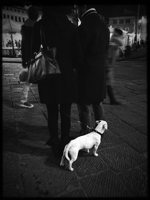 Dogs of Florence, dogs, Florence, Italy, canines, travel