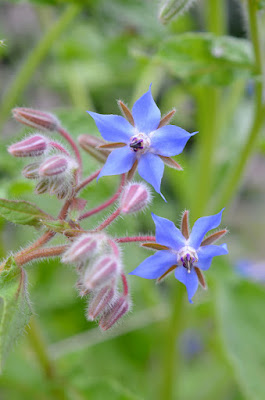 Blaue Borretschblüten vor grünem Hintergrund.