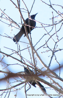 Common Grackle