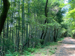 尾張富士　登山道　竹林　愛知県犬山市