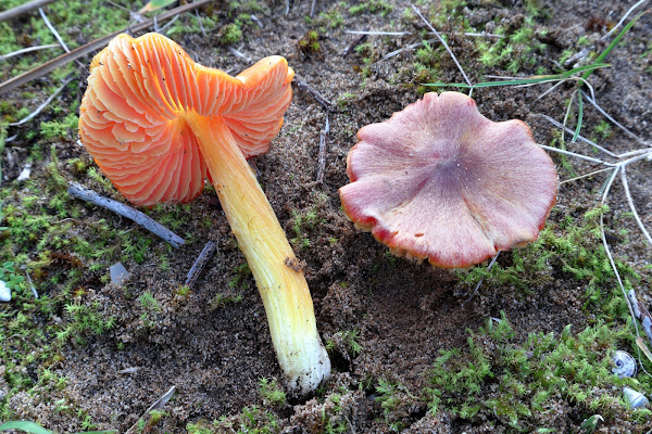 Hygrocybe conicoides