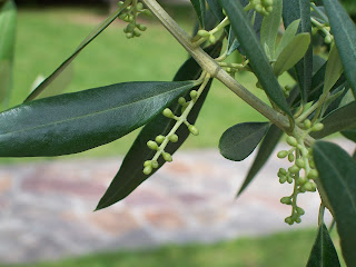 Zeytin çiçeği