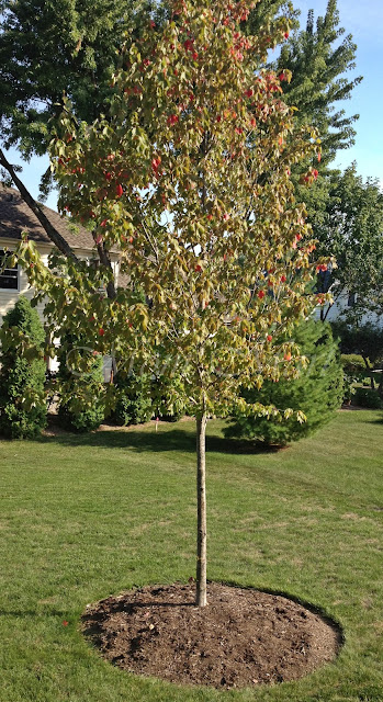 Drought Stressed Tree