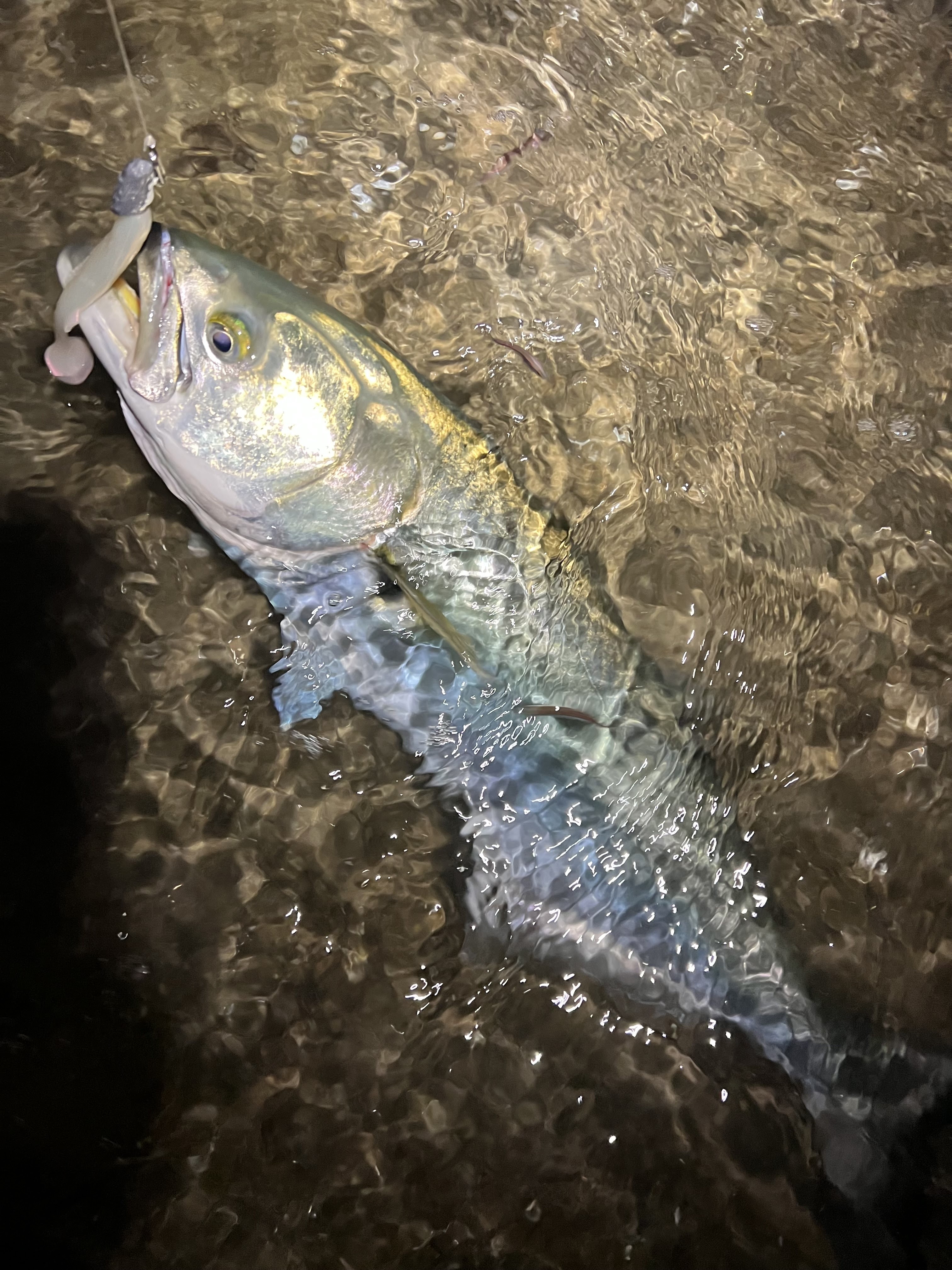 Nighttime Swimbait Fishing for Largemouth Bass on Cape Cod - My
