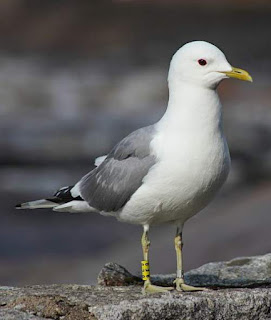 Larus canus