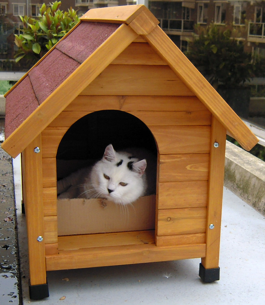 Contoh Gambar Gambar Mewarnai Rumah Kucing KataUcap