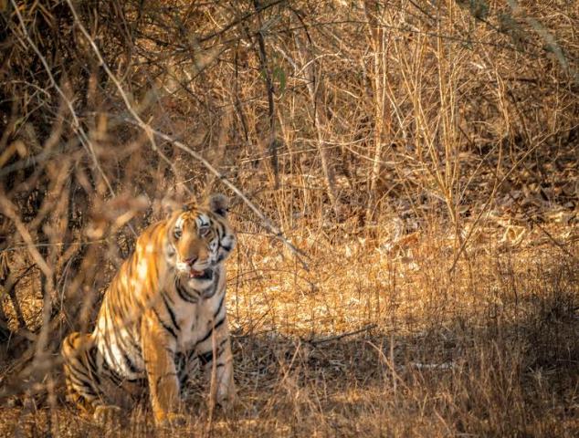 Urban Tigers of Bhopal