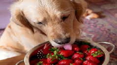 can dogs eat strawberries