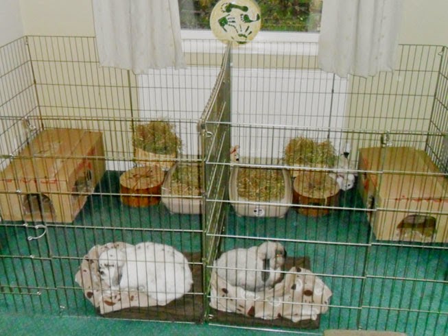 Rabbit Nation: Indoor Rabbit Cage Ideas