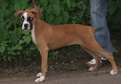 Boxer Dog Breed Pictures