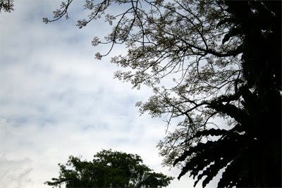 Silhouette Branches