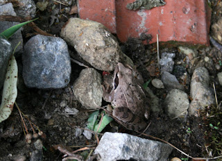 A toad just in the undergrowth