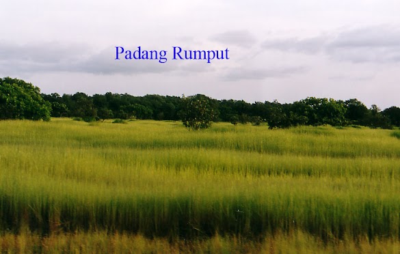 Pengertian Padang Rumput dan Hewan Tumbuhan yang hidup