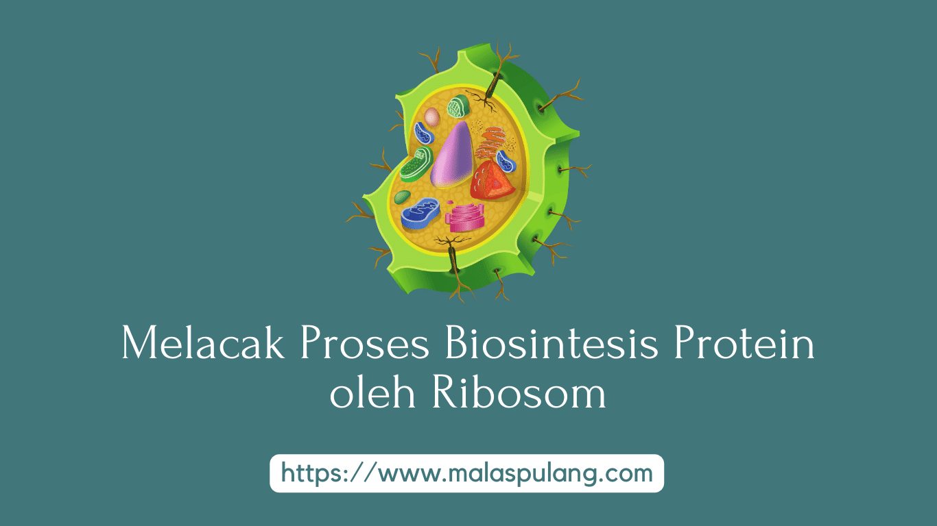 Melacak Proses Biosintesis Protein oleh Ribosom