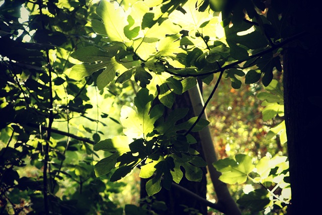 greens