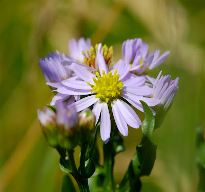 Sea Aster Aster tripolium