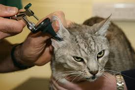 Ear Mites and Ear Health Care in Cats