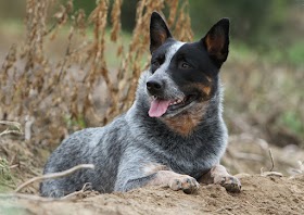 Australian Dog Breeds 9 australian dog breeds for aficionados
