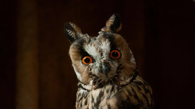 Owl