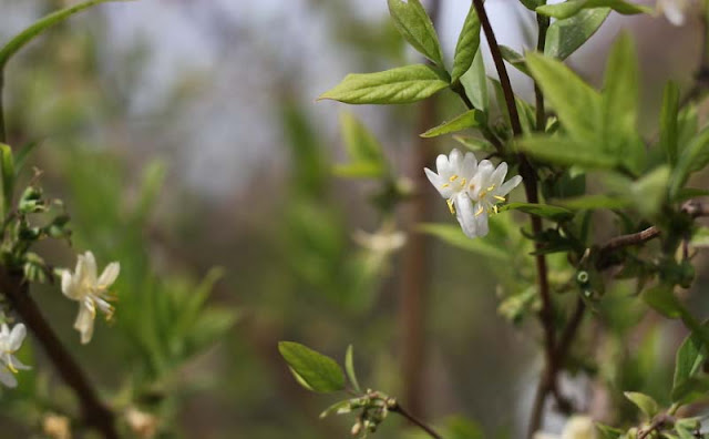 Lonicera Fragrantissima Flowers