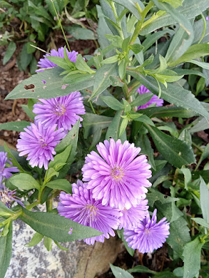 Bunga aster ungu