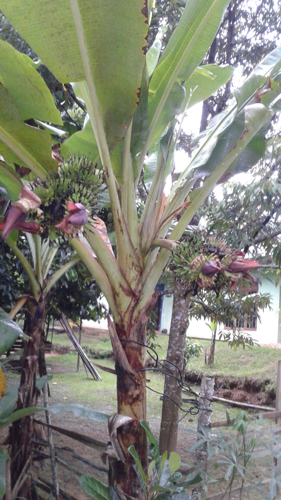 UniK lho Pohon Pisang Berbuah Tujuh Tandan Dan Pisang 