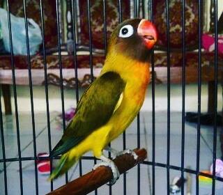 11 Jenis  Warna  Lovebird  Termahal dan Tercantik Paling 