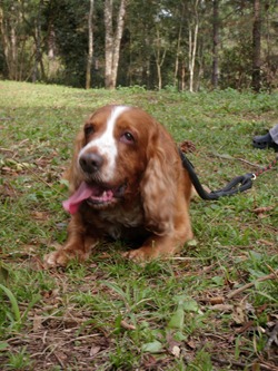 Pets 4_3 (12)