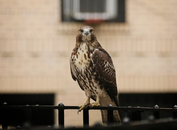 Tompkins Square red-tail fledgling on a fence