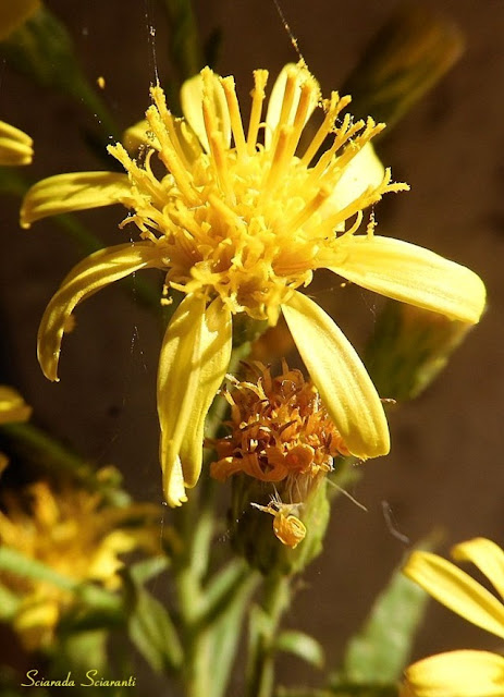 Solidago virgaurea L., Solidago verga d'oro, Verga d'oro, Virga aurea, Virgaurea, Herba iudaica, Herba pagana