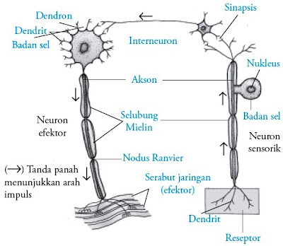 Sistem saraf tersusun atas miliaran sel yang sangat khusus yang Pintar Pelajaran Sel Saraf (Neuron) pada Manusia