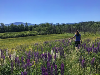 Walking through lupines across from Polly's Pancake Parlor in Sugar Hill, NH.