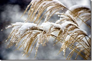 miscanthus-hiver pour moustaches d'ourso
