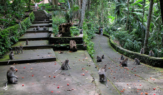 Hutan Monyet Ubud / Ubud Monkey Forest 