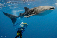 Oslob Whaleshark Cebu