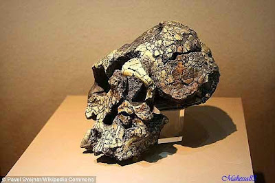 Misteri Penemuan Batu Tertua Di Dunia Berusia 3,3 Juta Tahun